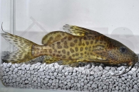 060159_Synodontis-nigrita_Schwarzer-Fiederbartwels_01