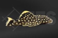 060161_Wels-L--177-Baryancistrus-xanthellus_Gelbsaumwels-Golden-Nugget_01