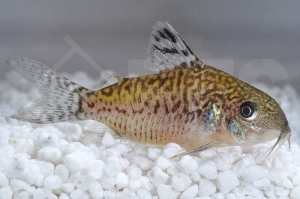 060167_Corydoras-reticulats_Netz-Panzerwels_01