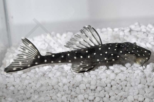 060174_Wels-L--235-Pseudolithoxus-anthrax_Weisspunkt-Fliegerharnischwels_01