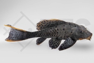 060175_Wels-L--95-Pseudorinelepsis-pellegrini_Rotbart-Tannenzapfenwels_01