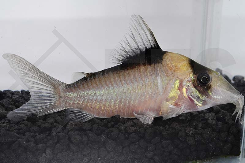 060176_Corydoras-imitator_Imitator-Panzerwels_01