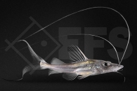 060178_Platysilurus-mucosus_Langschwanz-Spatelwels_01