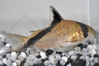 060185_Corydoras-melini_Kopfbindenpanzerwels_01