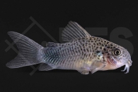 060186_Corydoras_Hoplisoma-similis_01