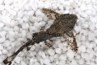 060194_Hara-jerdoni_Deltafluegel-Zwergwels_01