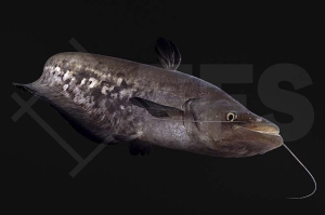 060197_Wallago-leerii_Gestreifter-Hubschrauberwels_01