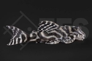 060200_Wels-L--333-Hypancistrus-spec_Koenigstiger-Harnischwels_01