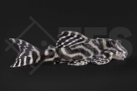 060200_Wels-L--333-Hypancistrus-spec_Koenigstiger-Harnischwels_01