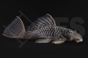 060204_L56_Parancistrus-aurantiacus_Goldstachel-Breitkopfharnischwels_02