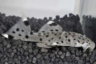 060208_Wels-L--264-Leporacanthicus-joselimai_Weissspitzen-Ruesselzahnwels_01