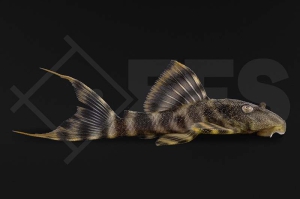 060210_L226_Panaqolus-changae_Tigerkopfharnischwels_01