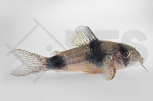 060227_Corydoras-weitzmani_Weitzmans-Panzerwels_01