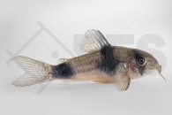 060227_Corydoras-weitzmani_Weitzmans-Panzerwels_01