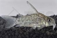 060228_Corydoras-loretoensis_Loreto-Panzerwels_01