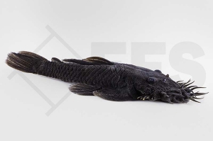 060235_L34_Ancistrus-ranunculus_Medusa-Pleco_01