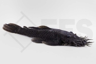 060235_L34_Ancistrus-ranunculus_Medusa-Pleco_01