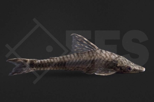 060236_Hypoptopoma-thoracatum_Rotaugen-Hypoptopoma_01