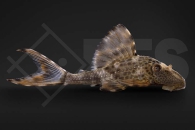 060237_L229_Cochliodon-spec-Peru_01