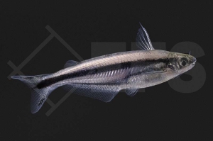 060244_Etropiella-debauwie_Streifenglaswels_01