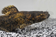 060245_Cephalosilurus-fowleri_Marmor-Fettwels_01
