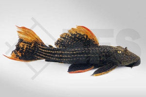 060252_Wels-L--25-Pseudacanthicus-pirarara_Rotflossen-Kaktuswels_01