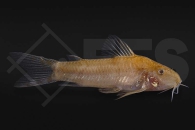 060262_Aspidoras-spec-C125-red_Roter-Schmerlenwels_01