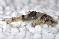 060267_Parotocinclus-britskii_Alligator-Ohrgitter-Harnischwels_01