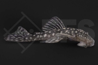 060271_Wels_L238_Pseudoancistrus-genisetiger_Mick-Jagger-Harnischwels_01