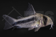 060273_Corydoras_Hoplisoma-loxozonum_Schraegband-Panzerwels_01