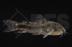 060274_Aspidoras-spilotus_Schmerlenpanzerwels_01