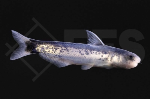 060276_Cetopsis-coecutiens_Walwels_blau_01