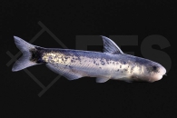 060276_Cetopsis-coecutiens_Walwels_blau_01