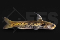 060277_Cetopsis-coecutiens_Walwels_gold_01