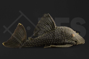 060281_Wels_L330_Panaque-spec_gefleckter-Streifenharnischwels_01