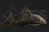 060281_Wels_L330_Panaque-spec_gefleckter-Streifenharnischwels_01