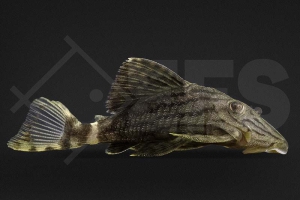 060283_Wels_L191_Panaque-nigrolineatus_Gruener-Panaque_brokenline_02