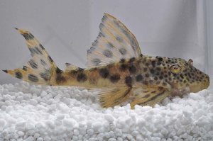 060294_Wels-L--75-Ancistomus-spec-sabaji_Leopard-Trugschilderwels_01