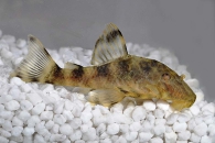 060305_Wels-L--104-Panaquolus-aff-maccus_Zierbinden-Zwergschilderwels_01