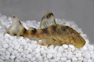 060305_Wels-L--104-Panaquolus-aff-maccus_Zierbinden-Zwergschilderwels_01