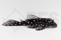 060312_L201_Hypancistrus-spec_Orinoco-Engelharnischwels_01