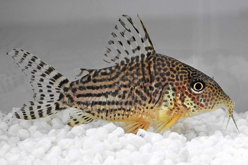 060319_Corydoras-haraldschultzi_Prachtcorydoras_01