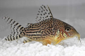 060319_Corydoras-haraldschultzi_Prachtcorydoras_01