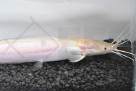 060321_Clarias-batrachus_Froschwels-gold_01