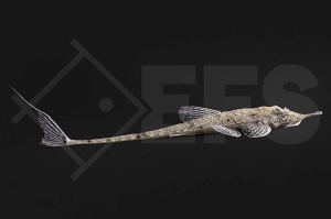 060322_Hemiodontichthys-acipenserius_Pinocchio-Hexenwels_01