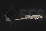 060322_Hemiodontichthys-acipenserius_Pinocchio-Hexenwels_01