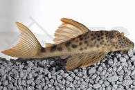 060327_Wels-L--163-Ancistomus-cf-Feldbergae_Gelbsaum-Trugschilderwels_01