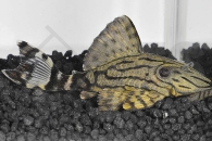 060328_Wels-L--191-Panaqua-nigrolineatus_Gruener-Panaque-broken-line_01