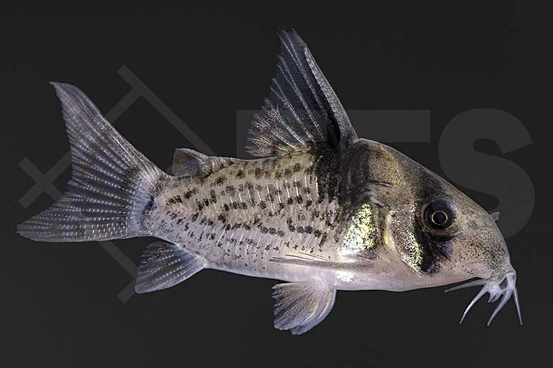 060331_Corydoras_Brochis-delphax_Inrida-panzerwels_01
