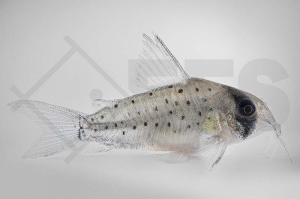 060333_Corydoras-atropersonatus_Maskierter-Panzerwels_01